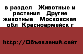  в раздел : Животные и растения » Другие животные . Московская обл.,Красноармейск г.